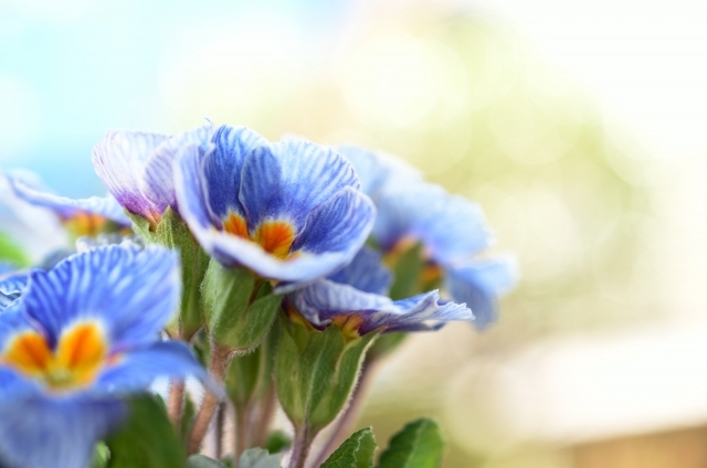 プリムラ・ポリアンサ(1月21日の誕生花)