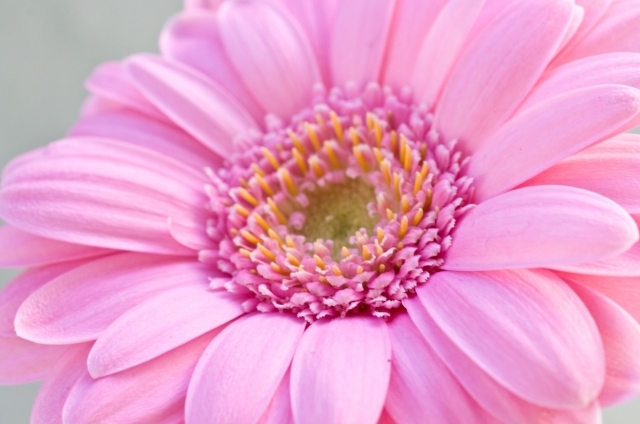 ガーベラ（ピンク）(1月22日の誕生花)