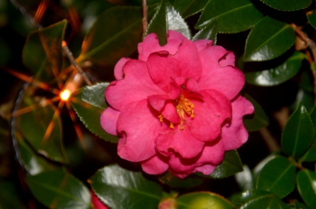 カンツバキ(1月23日の誕生花)