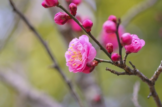 ウメ（紅梅）(1月24日の誕生花)