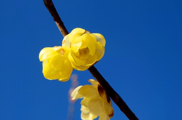 ロウバイ(1月25日の誕生花)