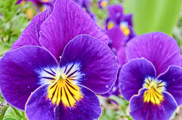 ビオラ(1月27日の誕生花)