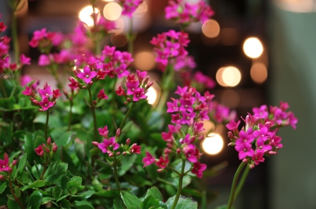 カランコエ(1月28日の誕生花)