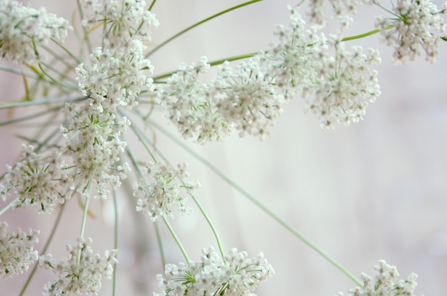 レースフラワー(1月29日の誕生花)