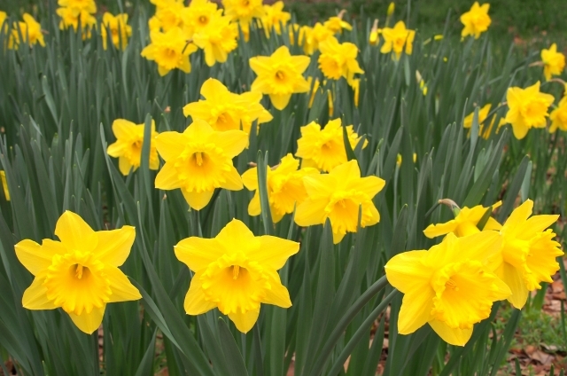 ラッパスイセン(1月30日の誕生花)