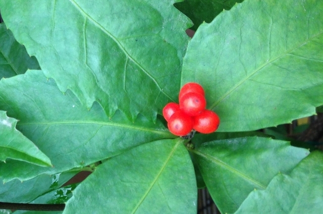 センリョウ(1月5日の誕生花)