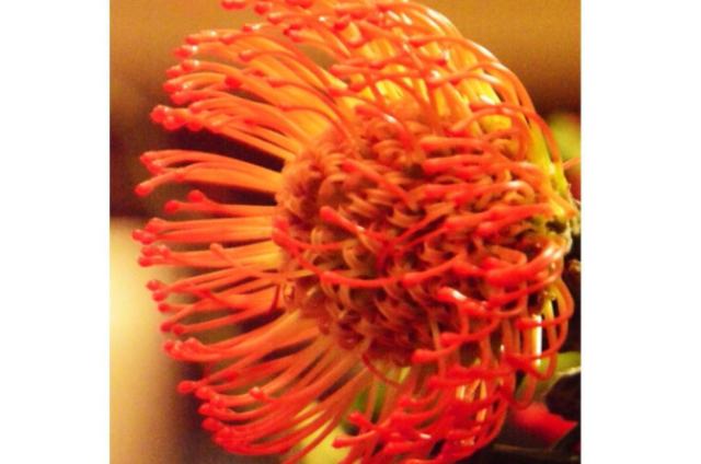 ピンクッションフラワー(1月7日の誕生花)