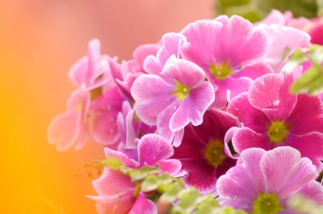 プリムラ・オブコニカ(1月8日の誕生花)