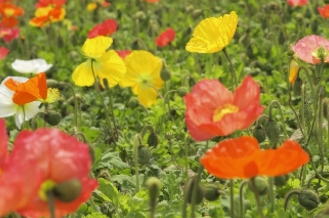 アイスランドポピー(3月1日の誕生花)