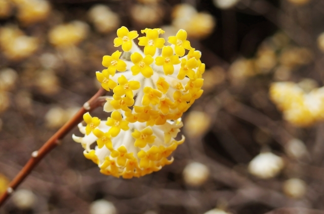 ミツマタ(3月10日の誕生花)