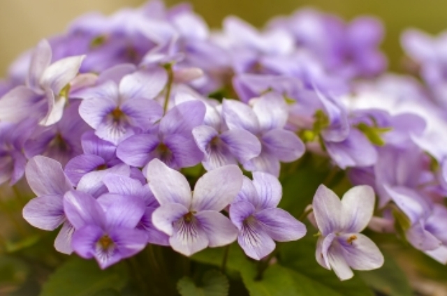 スミレ(3月11日の誕生花)