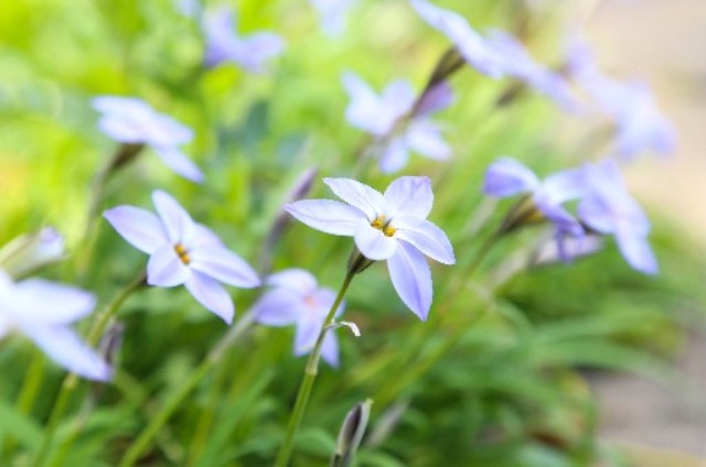 ハナニラ(3月12日の誕生花)