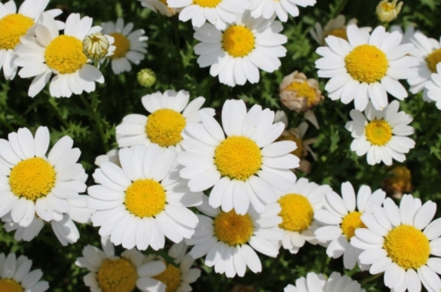 マーガレット(3月14日の誕生花)