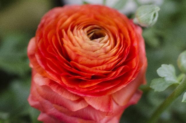 ラナンキュラス(3月15日の誕生花)