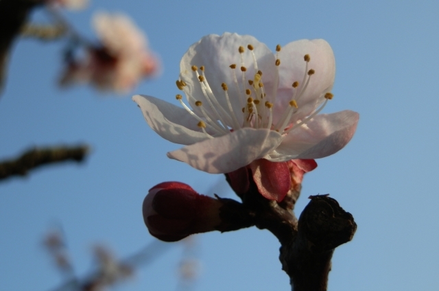 アンズ(3月16日の誕生花)