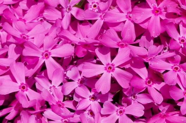 シバザクラ(3月18日の誕生花)