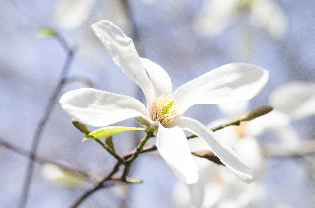 コブシ(3月19日の誕生花)