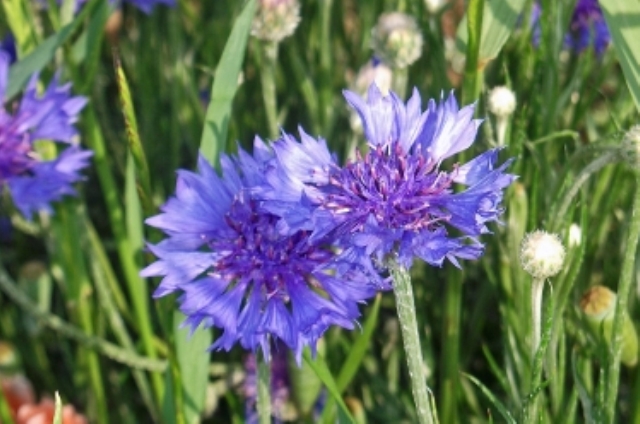 ヤグルマギク(3月2日の誕生花)