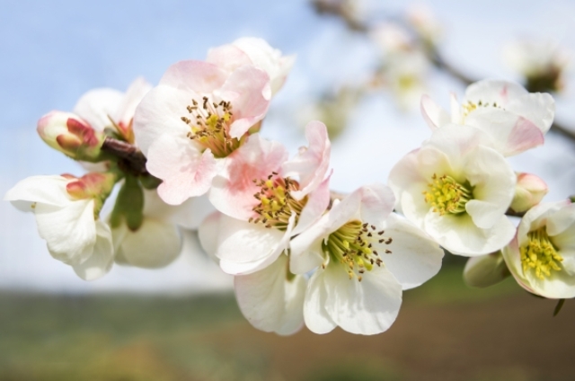 スモモ(3月20日の誕生花)