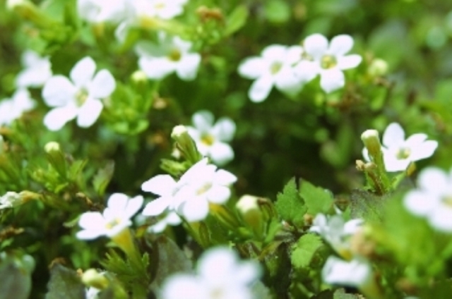 イチリンソウ(3月21日の誕生花)