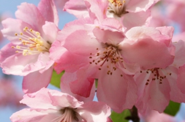 カイドウ(3月22日の誕生花)