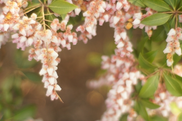 アセビ(3月24日の誕生花)