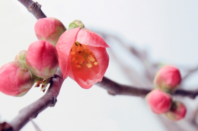 ボケ(3月25日の誕生花)