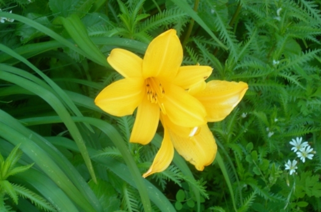 スイセン(3月26日の誕生花)