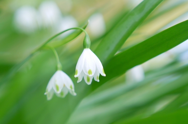 スノーフレーク(3月27日の誕生花)