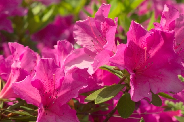 オオムラサキ(3月29日の誕生花)