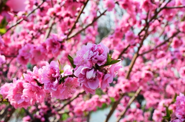 モモ(3月3日の誕生花)