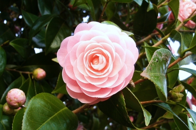 オトメツバキ(3月31日の誕生花)