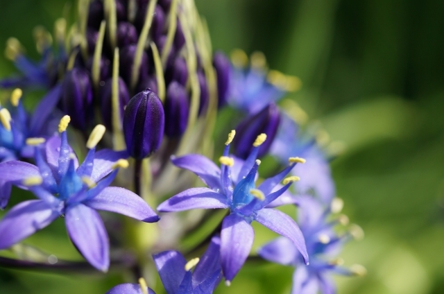 シラー(3月6日の誕生花)