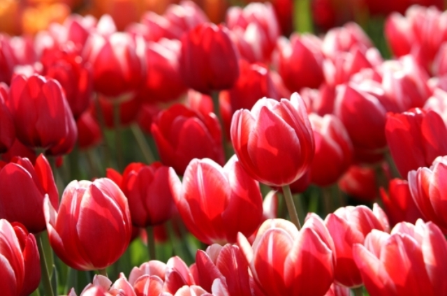 チューリップ(3月7日の誕生花)