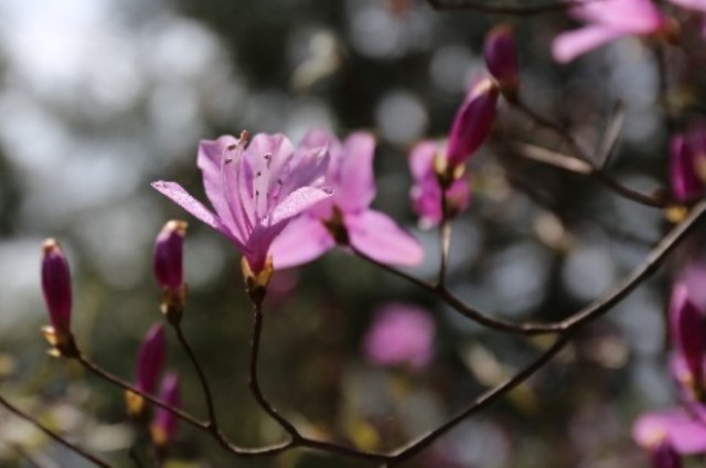 ミツバツツジ(3月8日の誕生花)