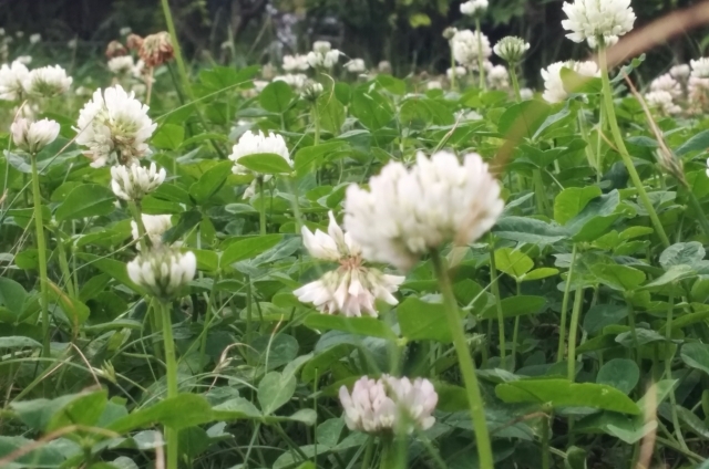 オキザリス(4月14日の誕生花)