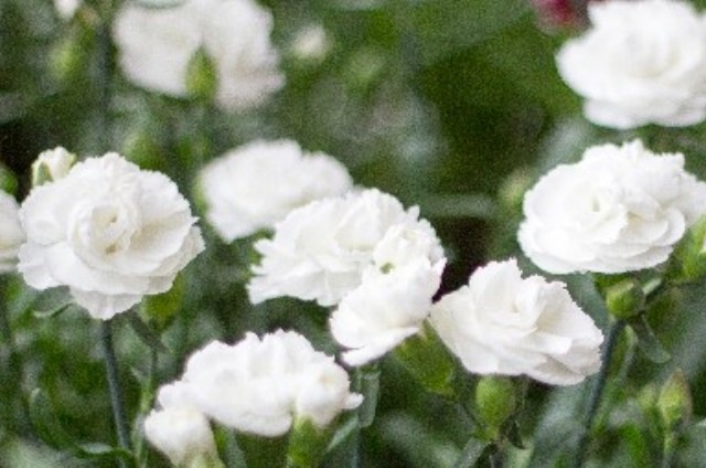 カーネーション(4月15日の誕生花)