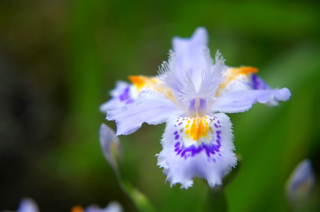 ジャガ(4月16日の誕生花)