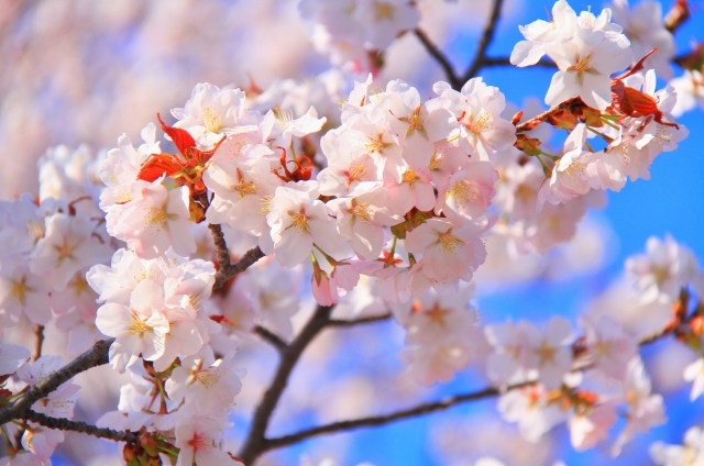 ヤマザクラ(4月17日の誕生花)