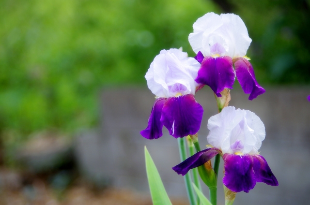 ジャーマンアイリス(4月19日の誕生花)