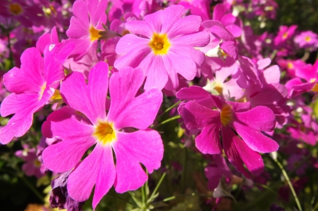 サクラソウ(4月2日の誕生花)