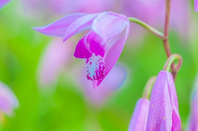 シラン(4月21日の誕生花)