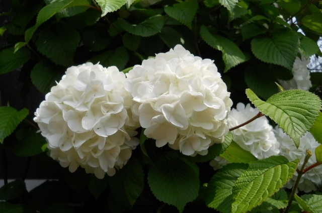 オオデマリ(4月24日の誕生花)