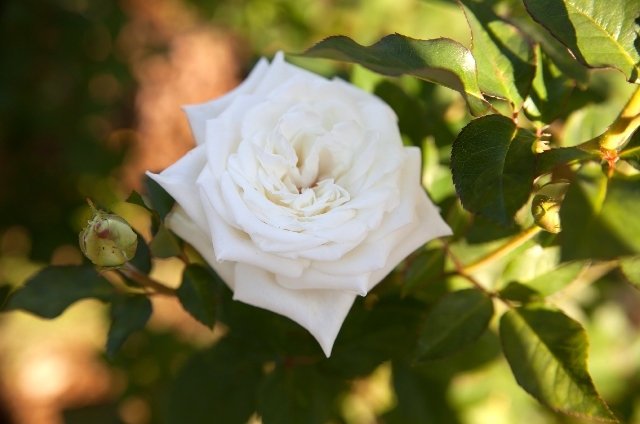 バラ(4月25日の誕生花)