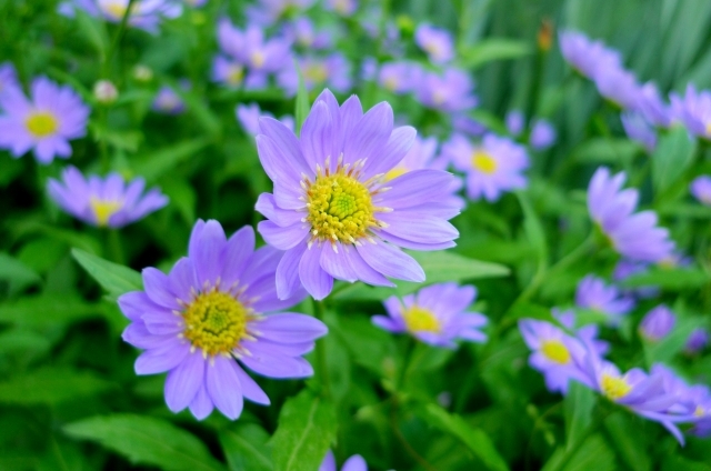 ミヤコワスレ(4月26日の誕生花)