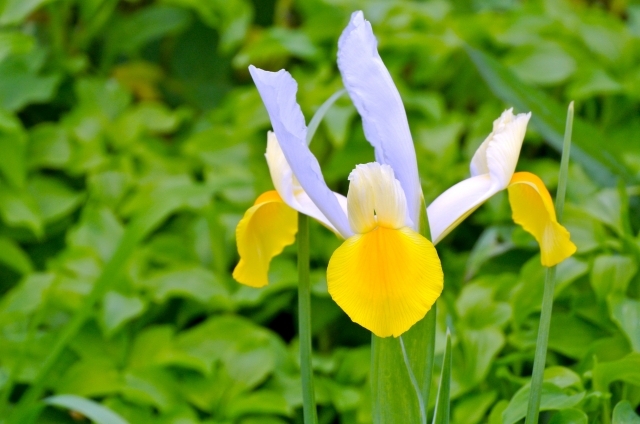 ダッチアイリス(4月28日の誕生花)