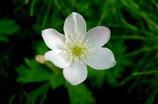 ニリンソウ(4月3日の誕生花)