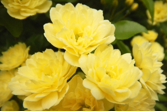 モッコウバラ(4月30日の誕生花)