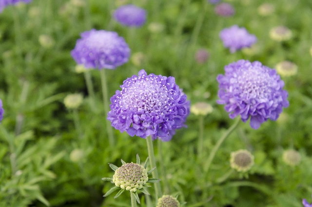 スカビオサ(4月4日の誕生花)
