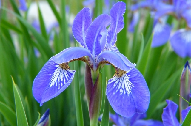 イチハツ(4月5日の誕生花)